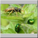 Polistes dominula - Haus-Feldwespe w06.jpg